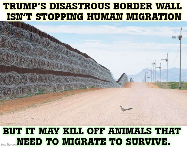 Yet another in a long line of Trump failures | TRUMP'S DISASTROUS BORDER WALL 
ISN'T STOPPING HUMAN MIGRATION; BUT IT MAY KILL OFF ANIMALS THAT 
NEED TO MIGRATE TO SURVIVE. | image tagged in trump,border wall,failure,disaster,catastrophe,stupid | made w/ Imgflip meme maker