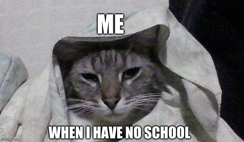 When you don't have school (my cat lol) | ME; WHEN I HAVE NO SCHOOL | image tagged in cat,meme,no school | made w/ Imgflip meme maker