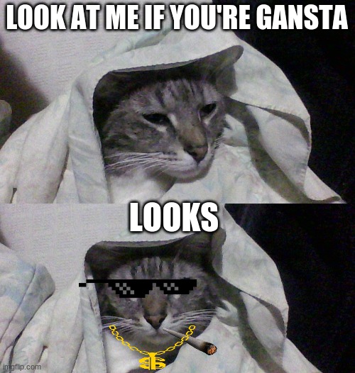 gangsta cat | LOOK AT ME IF YOU'RE GANSTA; LOOKS | image tagged in thug life,gangsta,cats,cat,lol,funny meme | made w/ Imgflip meme maker
