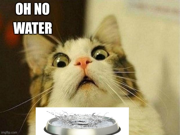 Scared Cat | WATER; OH NO | image tagged in memes,scared cat | made w/ Imgflip meme maker