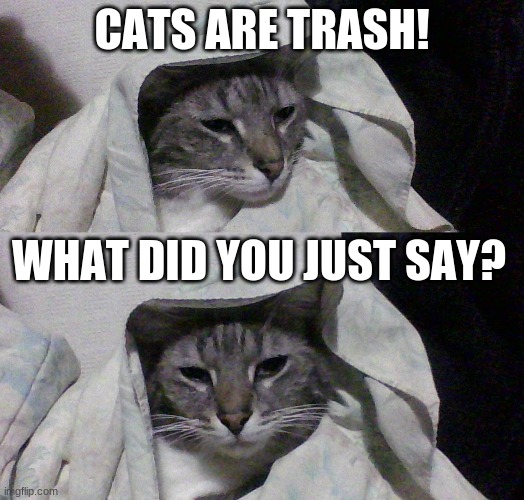 CAT'S are trash,          Wait what did you say | CATS ARE TRASH! WHAT DID YOU JUST SAY? | image tagged in cats,cat,memes | made w/ Imgflip meme maker
