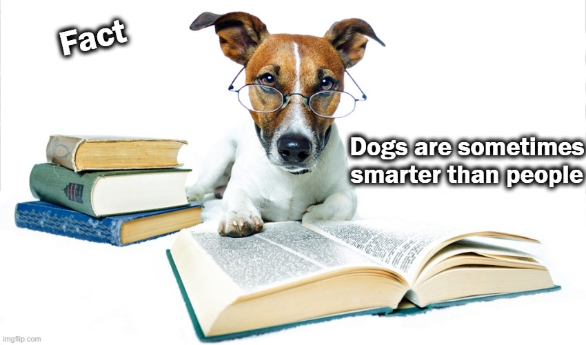 Dogs are sometimes smarter than people Fact | made w/ Imgflip meme maker