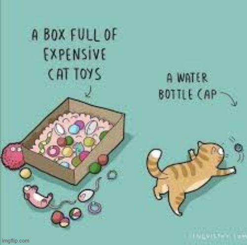A Cat's Way Of Thinking | image tagged in memes,comics,cats,toys,bottle,caps | made w/ Imgflip meme maker