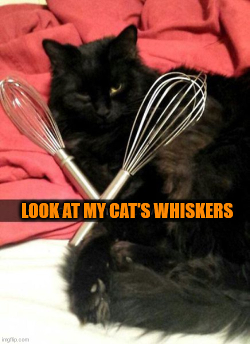 LOOK AT MY CAT'S WHISKERS | image tagged in eyeroll | made w/ Imgflip meme maker