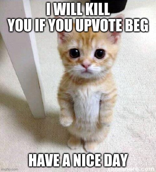 Cute Cat Meme | I WILL KILL YOU IF YOU UPVOTE BEG; HAVE A NICE DAY | image tagged in memes,cute cat | made w/ Imgflip meme maker