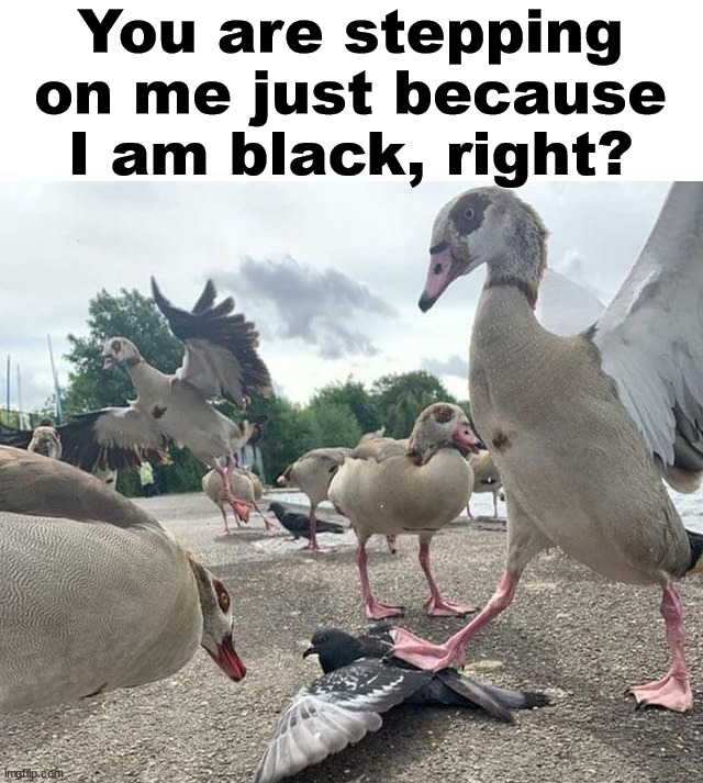 Racist birds? | You are stepping on me just because I am black, right? | image tagged in dark humor | made w/ Imgflip meme maker