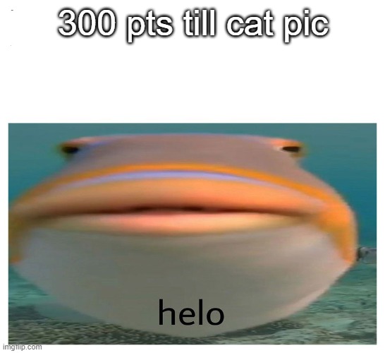 yes | 300 pts till cat pic | image tagged in helo fish | made w/ Imgflip meme maker