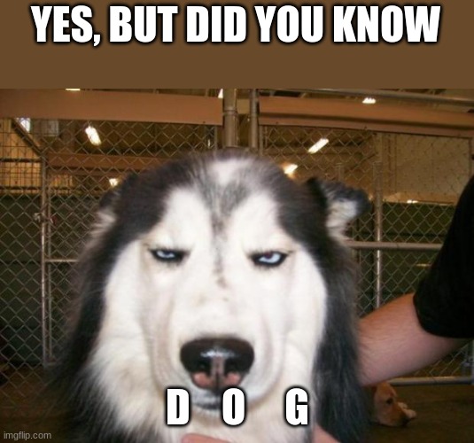 Smh | YES, BUT DID YOU KNOW; D    O     G | image tagged in smh | made w/ Imgflip meme maker