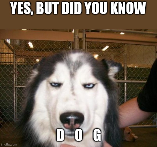 Smh | YES, BUT DID YOU KNOW D    O    G | made w/ Imgflip meme maker