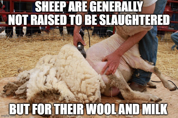 Sheep Shearing | SHEEP ARE GENERALLY NOT RAISED TO BE SLAUGHTERED BUT FOR THEIR WOOL AND MILK | image tagged in sheep shearing | made w/ Imgflip meme maker