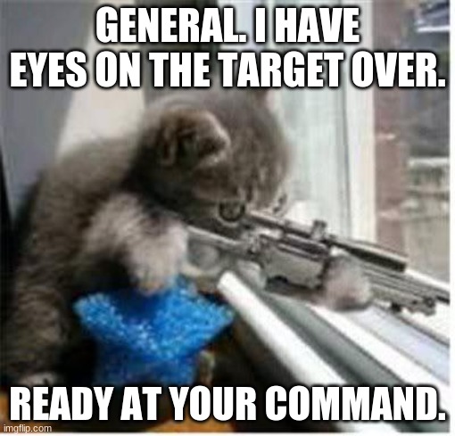I Have Eyes on The Traget | GENERAL. I HAVE EYES ON THE TARGET OVER. READY AT YOUR COMMAND. | image tagged in cats with guns,catsniper,guns,cat | made w/ Imgflip meme maker
