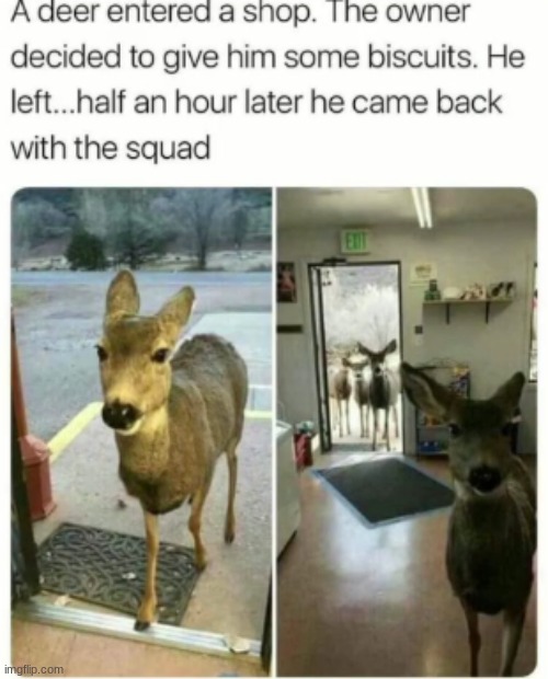 deer brought the squad ? | made w/ Imgflip meme maker