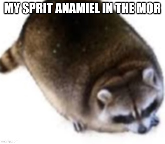 Yep me in a nutshell | MY SPRIT ANIMAL IN THE MORNING | image tagged in fat raccoon | made w/ Imgflip meme maker