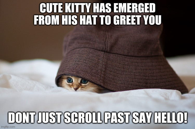 Hello! :D | CUTE KITTY HAS EMERGED FROM HIS HAT TO GREET YOU; DONT JUST SCROLL PAST SAY HELLO! | image tagged in cat | made w/ Imgflip meme maker