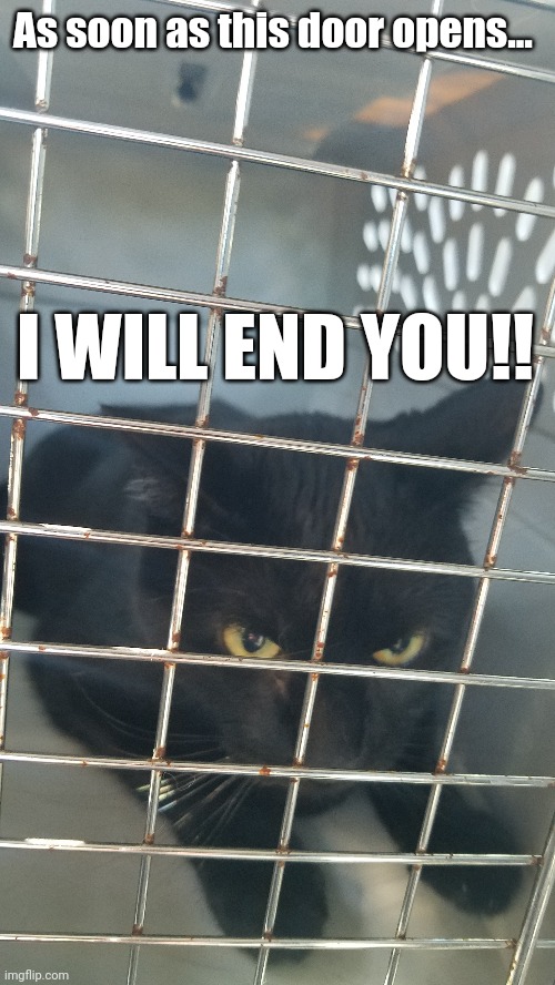 I hate the vet! |  As soon as this door opens... I WILL END YOU!! | image tagged in cats,veterinarian,fun,angry cat | made w/ Imgflip meme maker