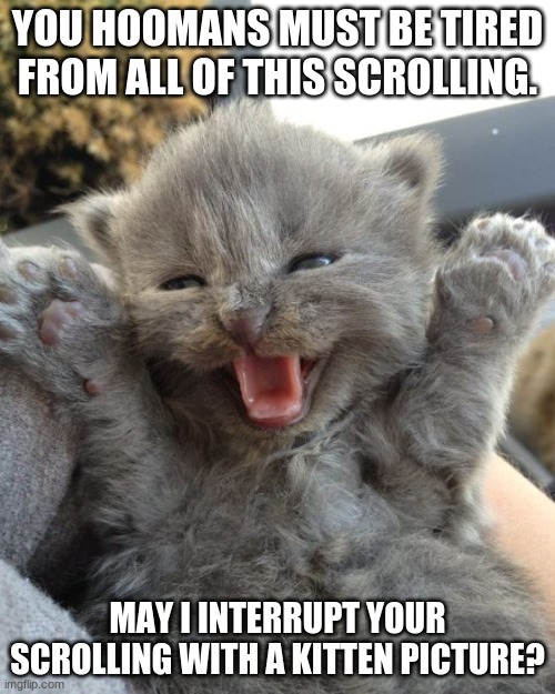 Kitty wovs bewwy wubs | YOU HOOMANS MUST BE TIRED FROM ALL OF THIS SCROLLING. MAY I INTERRUPT YOUR SCROLLING WITH A KITTEN PICTURE? | image tagged in yay kitty,cute cat,adorable,fun | made w/ Imgflip meme maker