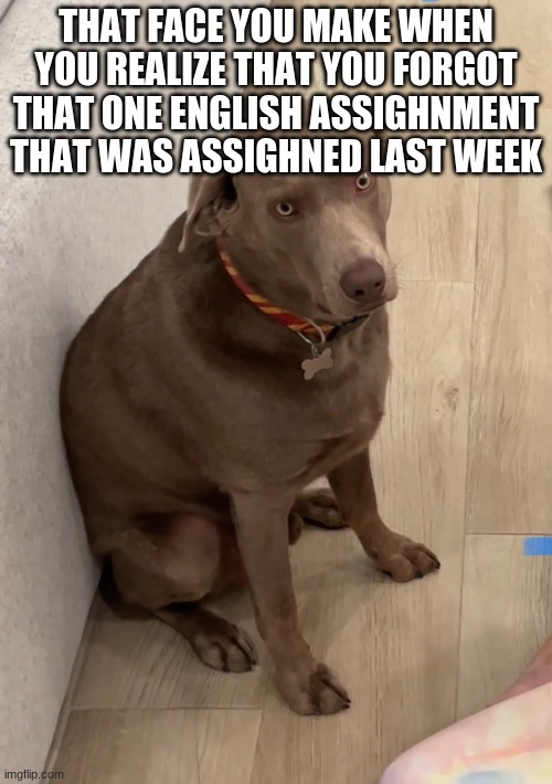 who has not done this at least once | THAT FACE YOU MAKE WHEN YOU REALIZE THAT YOU FORGOT THAT ONE ENGLISH ASSIGHNMENT THAT WAS ASSIGHNED LAST WEEK | image tagged in realization dog | made w/ Imgflip meme maker