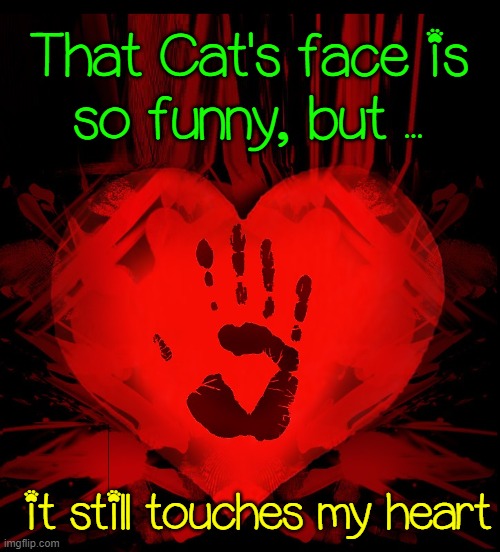 That Cat's face is
so funny, but ... it still touches my heart | made w/ Imgflip meme maker