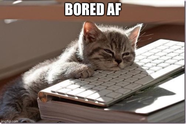 Help | BORED AF | image tagged in bored keyboard cat | made w/ Imgflip meme maker