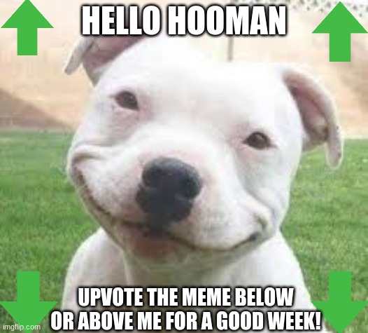 Pittie has something to say to everyone | HELLO HOOMAN; UPVOTE THE MEME BELOW OR ABOVE ME FOR A GOOD WEEK! | image tagged in dog,wholesome,cute,upvote,oh wow are you actually reading these tags | made w/ Imgflip meme maker