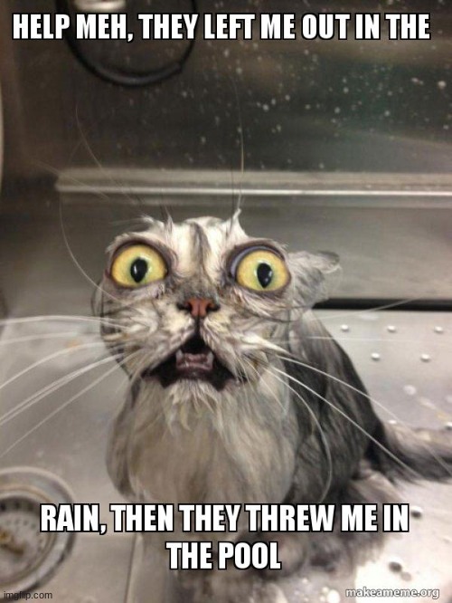 angry wet cats