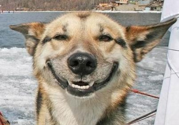 smiling dog | image tagged in smiling dog | made w/ Imgflip meme maker