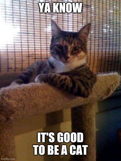 The Most Interesting Cat In The World Meme | YA KNOW; IT'S GOOD TO BE A CAT | image tagged in memes,the most interesting cat in the world | made w/ Imgflip meme maker