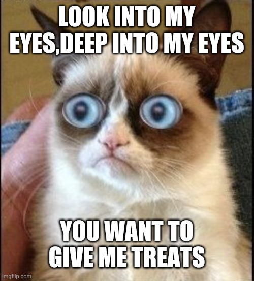 Grumpy Cat Shocked |  LOOK INTO MY EYES,DEEP INTO MY EYES; YOU WANT TO GIVE ME TREATS | image tagged in grumpy cat shocked | made w/ Imgflip meme maker