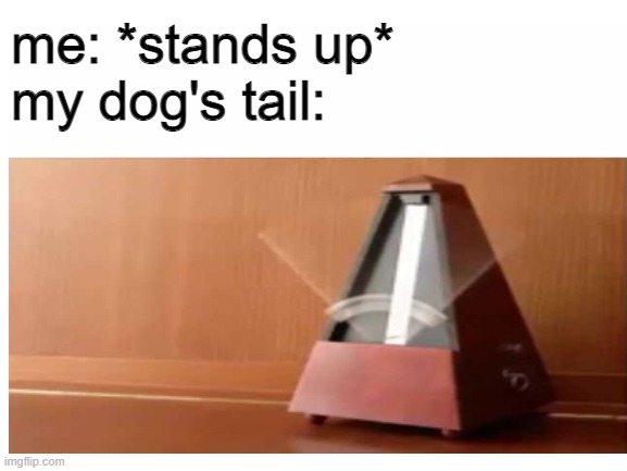 me: *stands up*
my dog's tail: | made w/ Imgflip meme maker