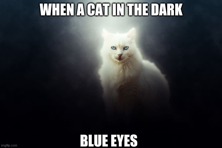 haha |  WHEN A CAT IN THE DARK; BLUE EYES | image tagged in hehe boi | made w/ Imgflip meme maker