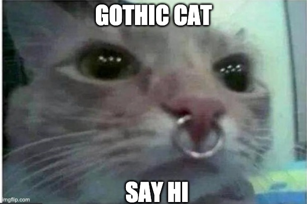 Gothic Cat | GOTHIC CAT; SAY HI | image tagged in cat | made w/ Imgflip meme maker