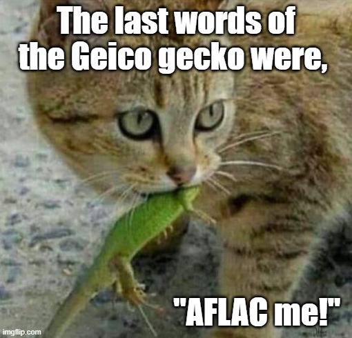 Funny meme: Cat eating Geico gecko whose last words were, "AFLAC me!" ;) |  The last words of the Geico gecko were, "AFLAC me!" | image tagged in memes,funny memes,geico gecko,geico,funny animals,insurance | made w/ Imgflip meme maker