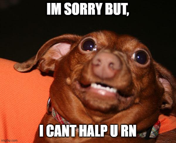 Guys Im Sorry | IM SORRY BUT, I CANT HALP U RN | image tagged in guys im sorry | made w/ Imgflip meme maker