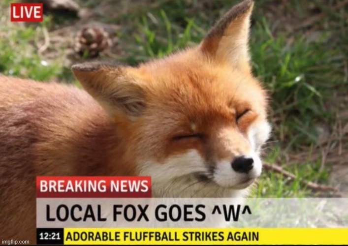 Just another day in the furry fandom | image tagged in furry,fox,adorable,news,fox news | made w/ Imgflip meme maker