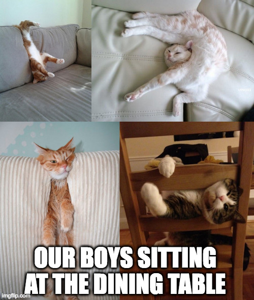 Our boys at the dining table | OUR BOYS SITTING AT THE DINING TABLE | image tagged in cats,chairs,dining table,kids | made w/ Imgflip meme maker