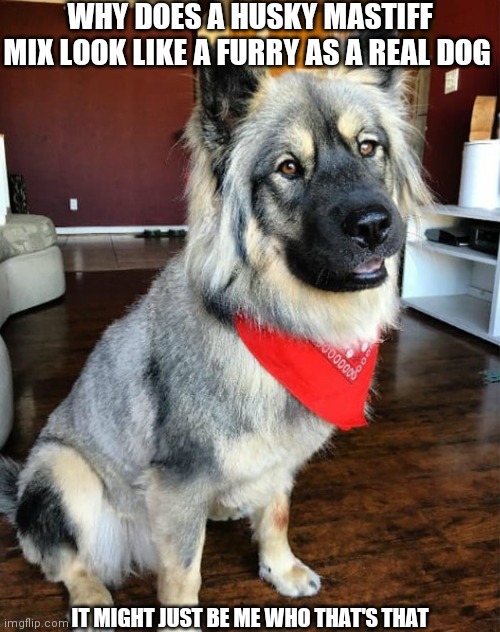 WHY DOES A HUSKY MASTIFF MIX LOOK LIKE A FURRY AS A REAL DOG; IT MIGHT JUST BE ME WHO THAT'S THAT | made w/ Imgflip meme maker