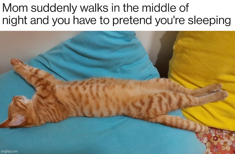 Cat's name is Ennie . . . | Mom suddenly walks in the middle of night and you have to pretend you're sleeping | image tagged in cats,sleeping cat,memes,cat,funny,cat supremacy | made w/ Imgflip meme maker