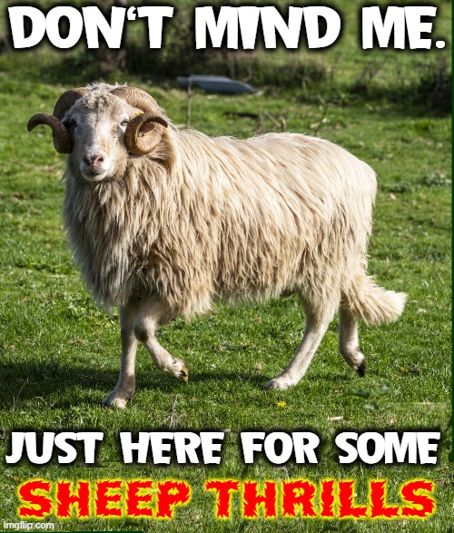 Hey, Baa-Baa Black Sheep, I'm Randy. Ewe got any "wool" 4 me! |  DON'T MIND ME. JUST HERE FOR SOME; SHEEP THRILLS | image tagged in vince vance,cheap thrills,ewe,sheep,ram,memes | made w/ Imgflip meme maker