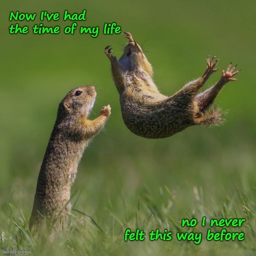 Dirty Dancing Gophers | Now I've had the time of my life; no I never felt this way before | image tagged in funny animals,gopher,dirty dancing | made w/ Imgflip meme maker