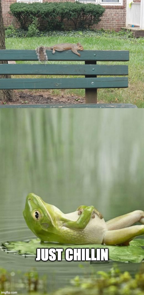 JUST CHILLIN | image tagged in chillinfrog | made w/ Imgflip meme maker