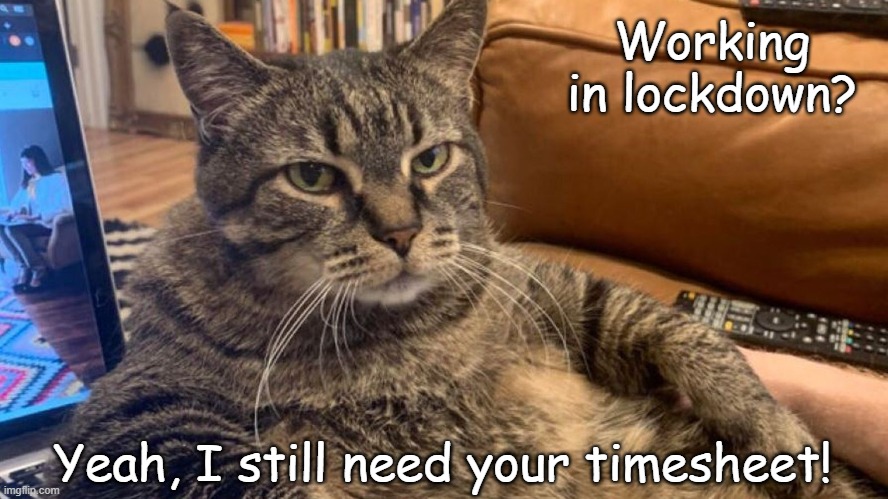 Lockdown cat timesheet reminder |  Working in lockdown? Yeah, I still need your timesheet! | image tagged in lockdown cat timesheet reminder,timesheet reminder,cat meme,meme | made w/ Imgflip meme maker