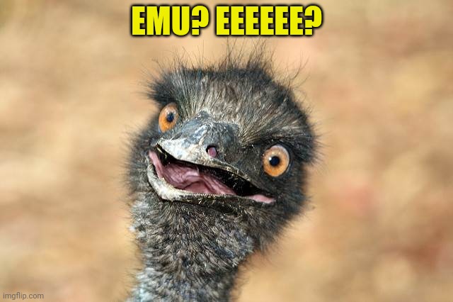 surprised emu | EMU? EEEEEE? | image tagged in surprised emu | made w/ Imgflip meme maker