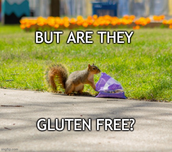 Thanks for the crackers, but . . . | BUT ARE THEY; GLUTEN FREE? | image tagged in squirrel snack,rodent,cute,snacks | made w/ Imgflip meme maker