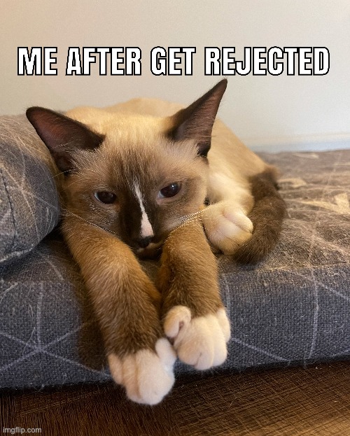 Get reject | image tagged in cats,rejected | made w/ Imgflip meme maker