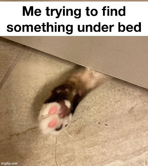 grab something I dont know | image tagged in cats,grab | made w/ Imgflip meme maker