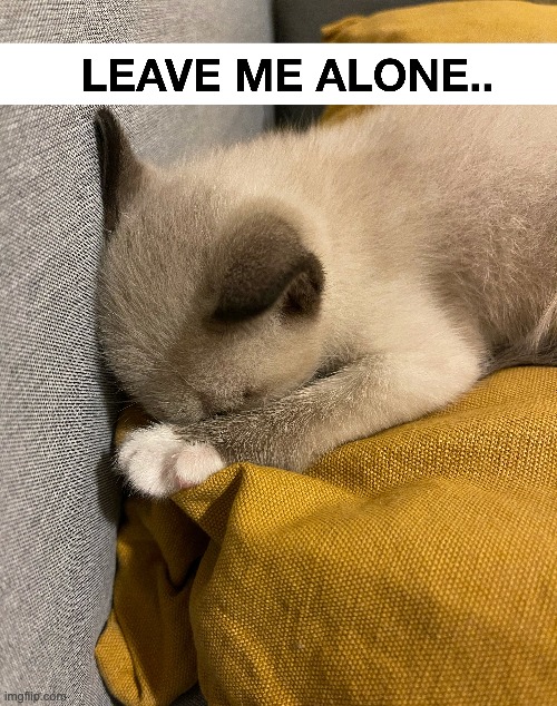 Leave me alone | image tagged in alone,introverts,cats | made w/ Imgflip meme maker