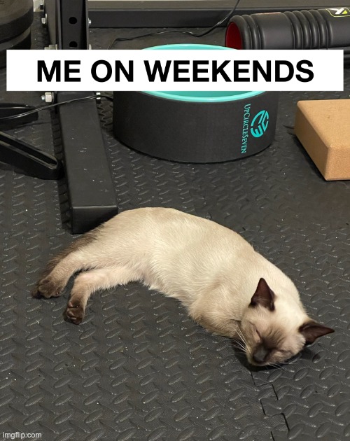 me on weekends | image tagged in me on weekends,cats | made w/ Imgflip meme maker
