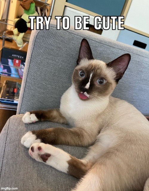 try to be cute | image tagged in try to be cute,cute cat,cats | made w/ Imgflip meme maker