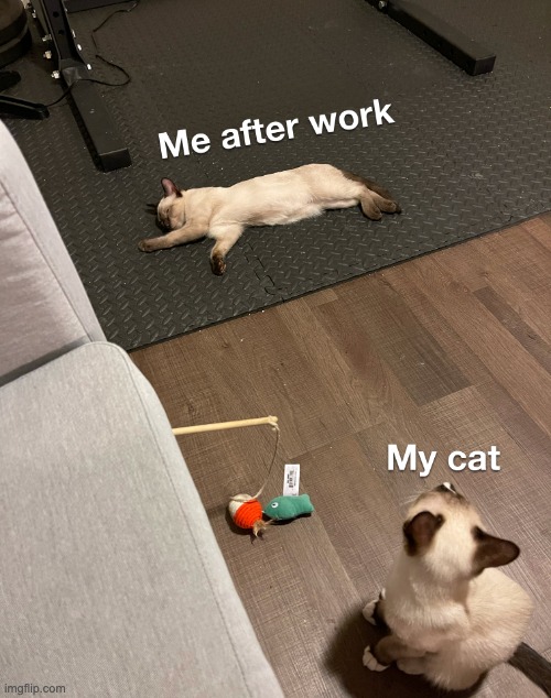 Me after work | image tagged in after work,cat | made w/ Imgflip meme maker