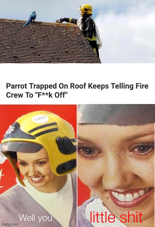 parrot get stuck in roof and say funk off | image tagged in funny | made w/ Imgflip meme maker
